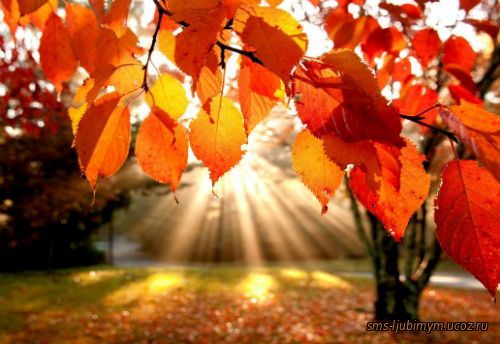 Знаешь, как пахнут осенние листья ... В них отражается солнца Любовь ... Позитивные стихи про осень....