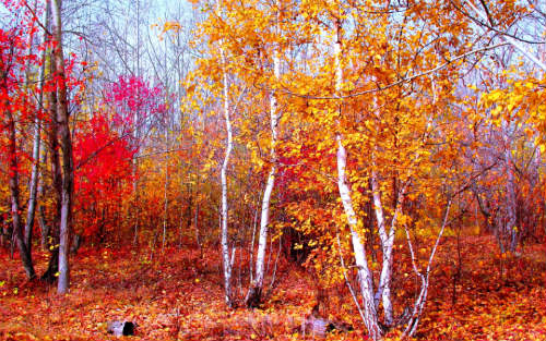 Золотая осень. Листопад. Лес, точно терем расписной ... Автор И. Бунин