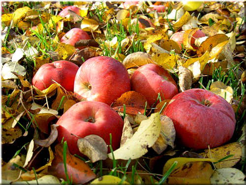 Бьют часы, возвестившие осень .. ударяется яблоко оземь .. Автор Б. Ахмадулина