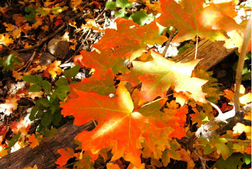 Осенние листья по ветру кружат .. Автор А. Майков