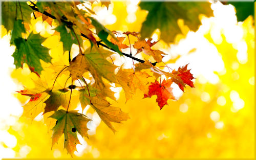 Осень. В золотой карете ... Автор Ю. Капустина