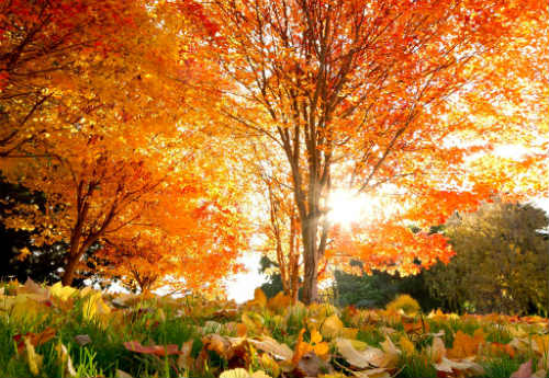 Золотая Осень. Ветер треплет кудри тополиные ... Автор С. Ю. Лизунова